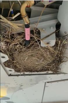 Nido encontrado en el ala de un avión de Vueling.